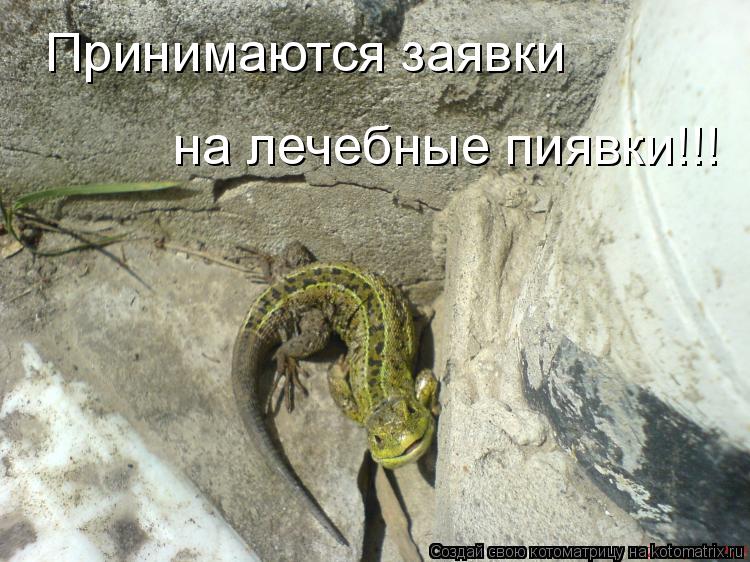 Принимаются заявки на лечебные пиявки!!!... Котоматрица: Принимаются заявки на лечебные пиявки!!!