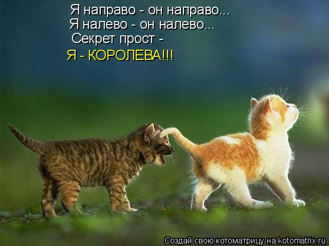 Котоматрица: Я направо - он направо... Я налево - он налево... Секрет прост - Я - КОРОЛЕВА!!!