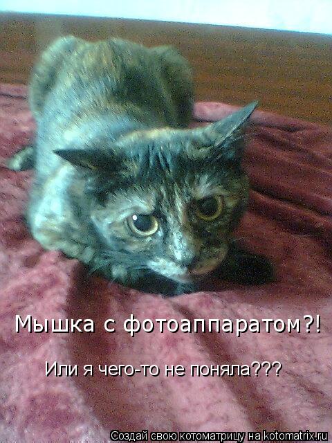 Мышка с фотоаппаратом?! Или я чего-то не поняла???... Котоматрица: Мышка с фотоаппаратом?! Или я чего-то не поняла???