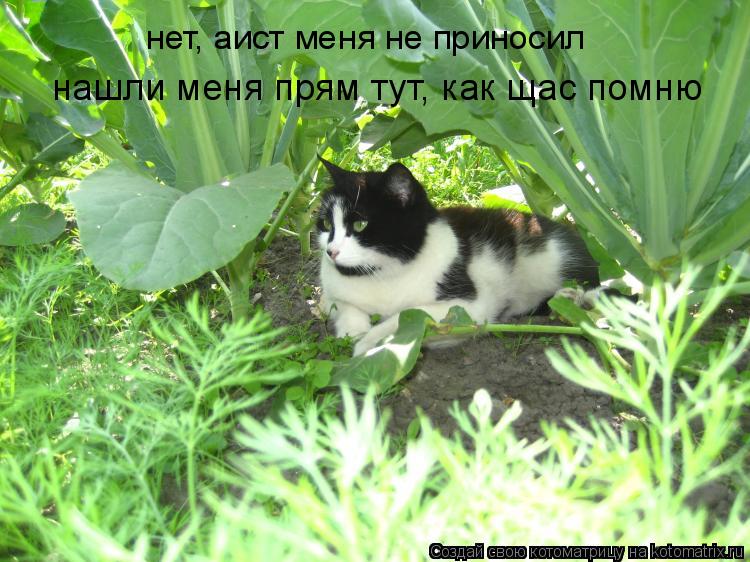 нет, аист меня не приносил нашли меня прям тут, как щас помню... Котоматрица: нет, аист меня не приносил нашли меня прям тут, как щас помню