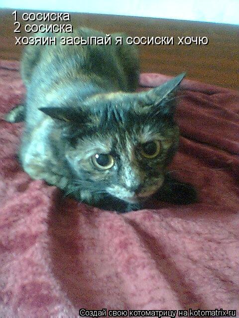1 сосиска 2 сосиска хозяин засыпай я сосиски хочю... Котоматрица: 1 сосиска 2 сосиска хозяин засыпай я сосиски хочю