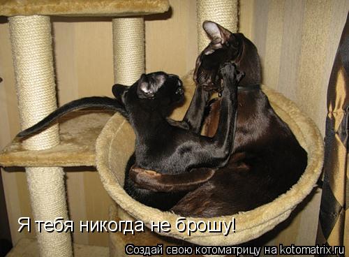 Я тебя никогда не брошу!... Котоматрица: Я тебя никогда не брошу!