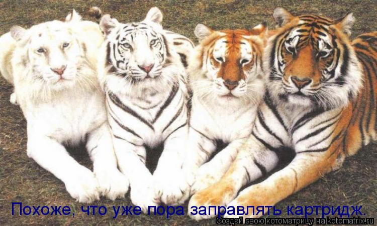 Похоже, что уже пора заправлять картридж.... Котоматрица: Похоже, что уже пора заправлять картридж.