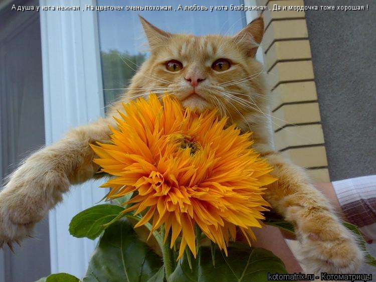 Котоматрица: А душа у кота нежная , На цветочек очень похожая , А любовь у кота безбрежная , Да и мордочка тоже хорошая !