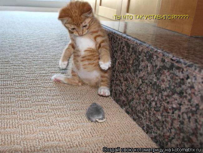Котоматрица: ТЫ ЧТО ТАК УСТАВИЛСЯ?????