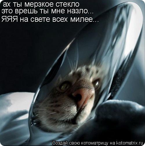 ах ты мерзкое стекло это врешь ты мне назло... ЯЯЯ на свете всех милее...... Котоматрица: ах ты мерзкое стекло это врешь ты мне назло... ЯЯЯ на свете всех милее...