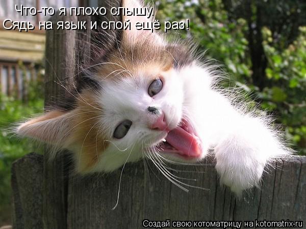 Что-то я плохо слышу. Сядь на язык и спой ещё раз!... Котоматрица: Что-то я плохо слышу. Сядь на язык и спой ещё раз!