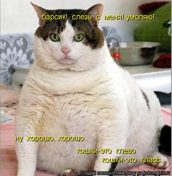 барсик! слезь с меня! умоляю! ну хорошо, хорошо... кошки-это клево кошки-это класс...... Котоматрица: барсик! слезь с меня! умоляю! ну хорошо, хорошо... кошки-это клево кошки-это класс...