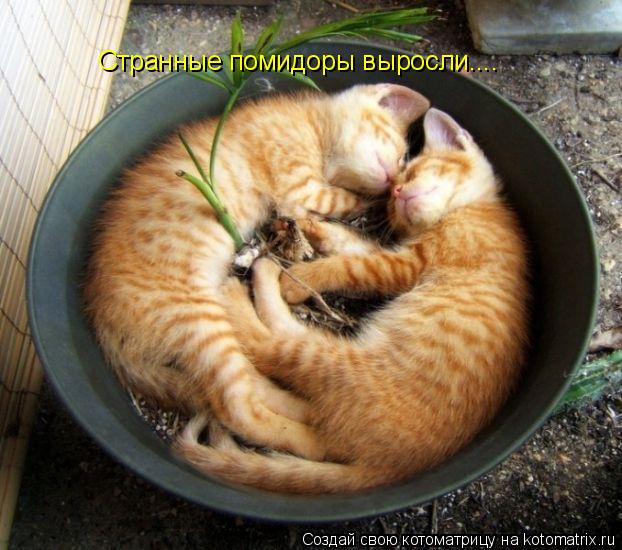 Странные помидоры выросли....... Котоматрица: Странные помидоры выросли....