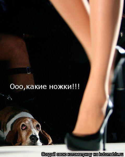 Ооо,какие ножки!!!... Котоматрица: Ооо,какие ножки!!!