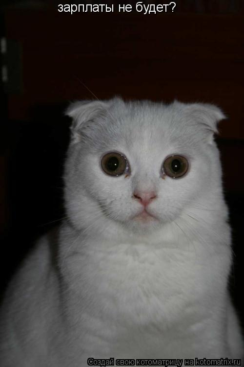 зарплаты не будет?... Котоматрица: зарплаты не будет?