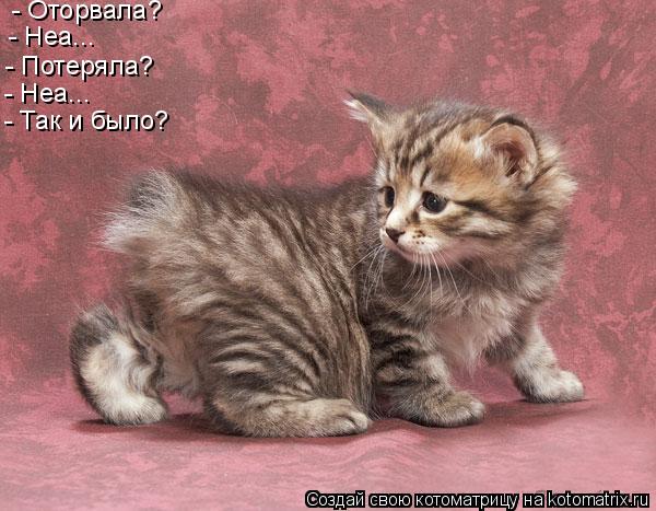 - Оторвала? - Неа... - Потеряла? - Неа... - Так и было?... Котоматрица: - Оторвала? - Неа... - Потеряла? - Неа... - Так и было?
