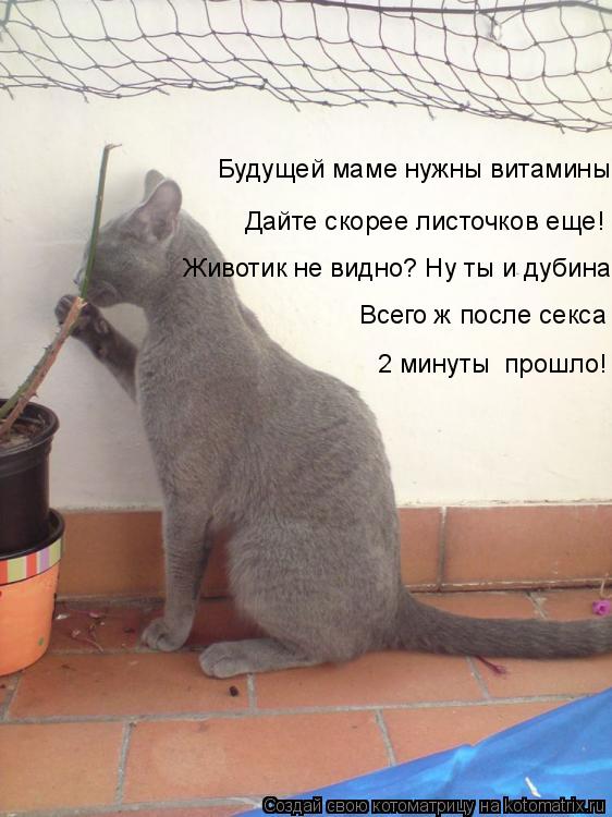 Будущей маме нужны витамины Дайте скорее листочков еще! Животик не видно? Ну ты и дубина Всего ж посл... Котоматрица: Будущей маме нужны витамины Дайте скорее листочков еще! Животик не видно? Ну ты и дубина Всего ж после секса 2 минуты прошло!
