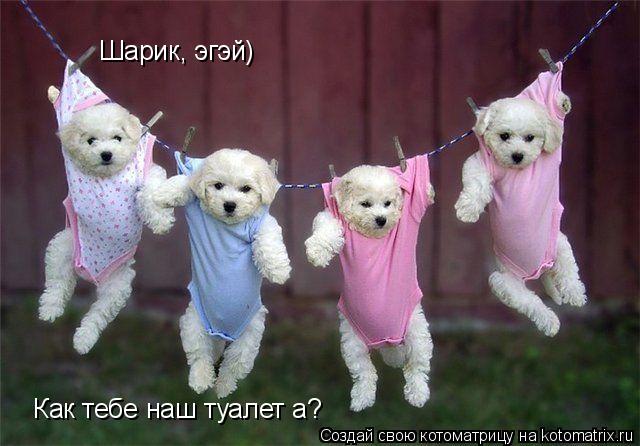Шарик, эгэй) Как тебе наш туалет а?... Котоматрица: Шарик, эгэй) Как тебе наш туалет а?