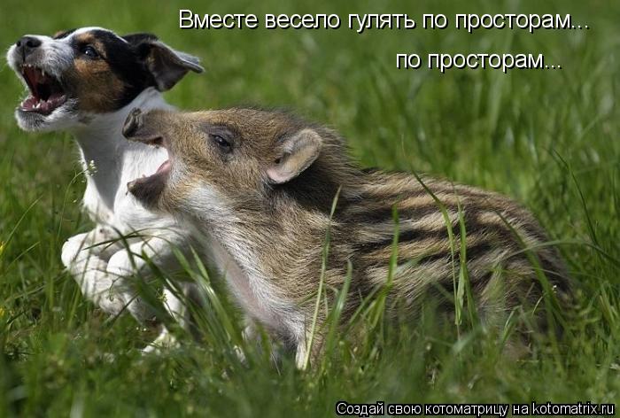 Вместе весело гулять по просторам... по просторам...... Котоматрица: Вместе весело гулять по просторам... по просторам...