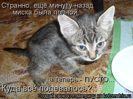 Странно, ещё минуту назад миска была полной, а теперь - ПУСТО... Куда всё подевалось?..... Котоматрица: Странно, ещё минуту назад миска была полной, а теперь - ПУСТО... Куда всё подевалось?..