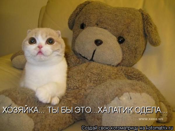 Котоматрица: ХОЗЯЙКА... ТЫ БЫ ЭТО...ХАЛАТИК ОДЕЛА...