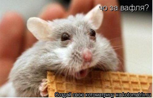 чо за вафля?... Котоматрица: чо за вафля?