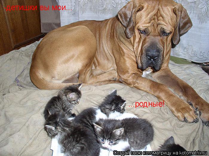 -детишки вы мои... ...родные!... Котоматрица: -детишки вы мои... ...родные!