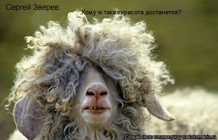 Сергей Зверев: Кому ж такая красота достанется?... Котоматрица: Сергей Зверев: Кому ж такая красота достанется?