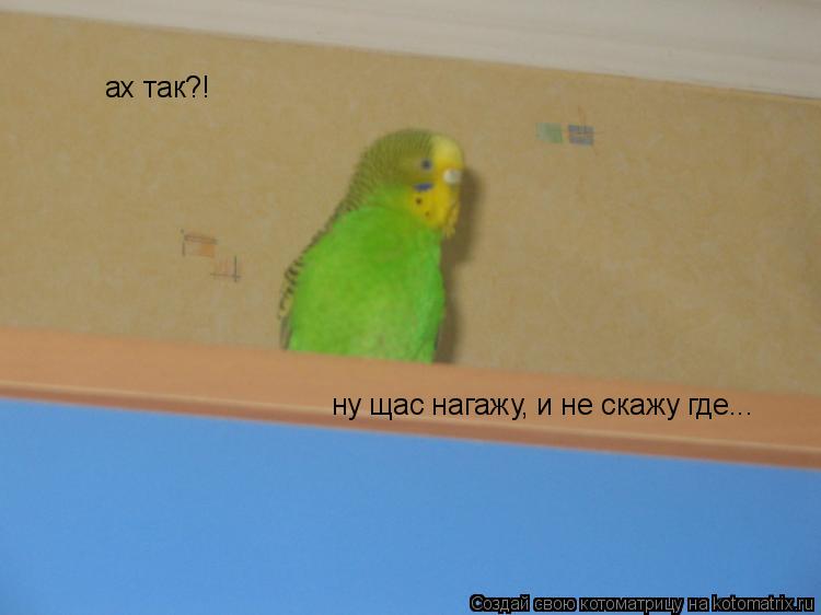 ах так?! ну щас нагажу, и не скажу где...... Котоматрица: ах так?! ну щас нагажу, и не скажу где...