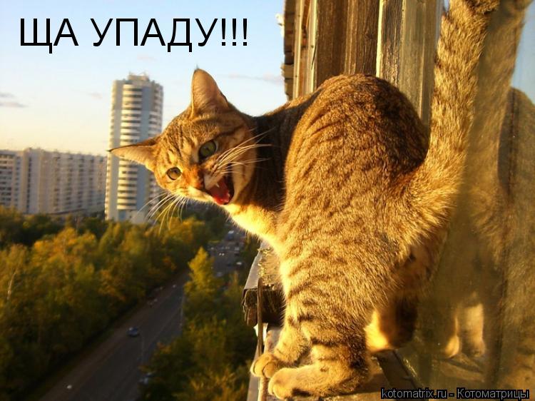 Котоматрица: ЩА УПАДУ!!!