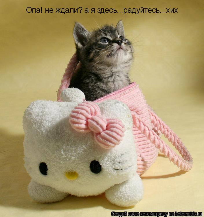 Опа! не ждали? а я здесь...радуйтесь...хих... Котоматрица: Опа! не ждали? а я здесь...радуйтесь...хих
