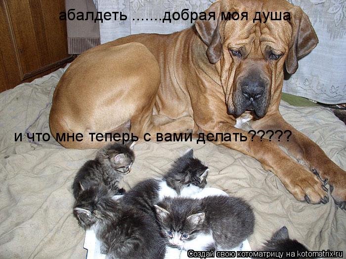 абалдеть .......добрая моя душа и что мне теперь с вами делать?????... Котоматрица: абалдеть .......добрая моя душа и что мне теперь с вами делать?????