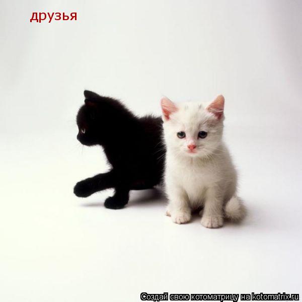 друзья... Котоматрица: друзья