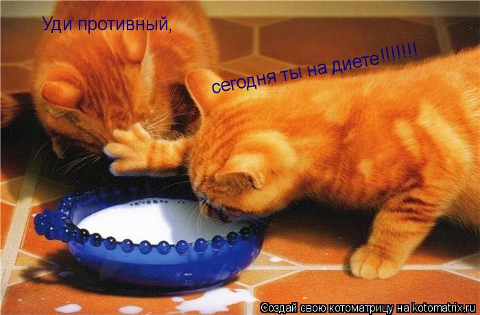 Котоматрица: Уди противный,   сегодня ты на диете   !!!!!!!