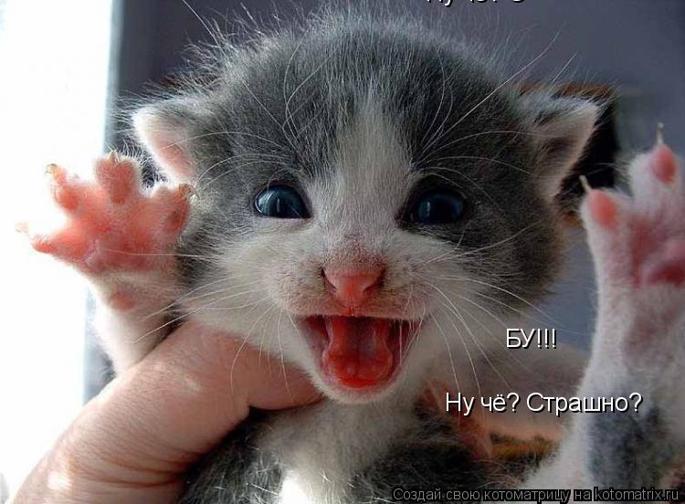 БУ!!! Ну чё? С Ну чё? Страшно?... Котоматрица: БУ!!! Ну чё? С Ну чё? Страшно?