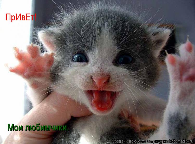Котоматрица: ПрИвЕт! Мои любимчики.