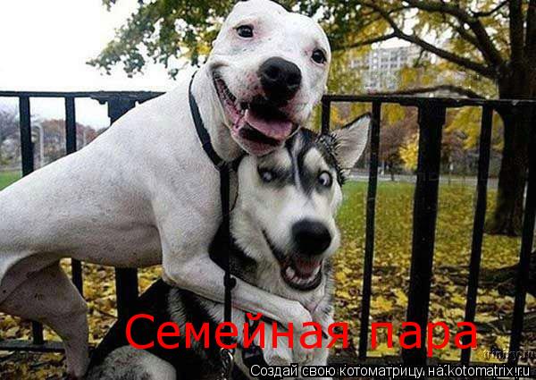 Семейная пара... Котоматрица: Семейная пара