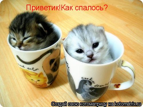 Котоматрица: Приветик!Как спалось?
