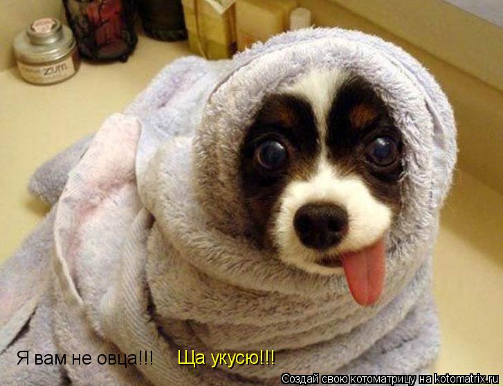 Я вам не овца!!! Ща укусю!!!... Котоматрица: Я вам не овца!!! Ща укусю!!!