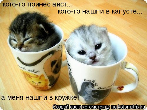 Котоматрица: кого-то принес аист... кого-то нашли в капусте... а меня нашли в кружке!