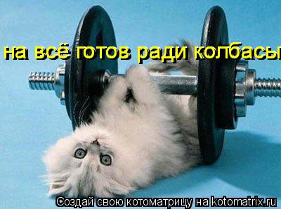 на всё готов ради колбасы на всё готов ради колбасы на всё готов ради колбасы... Котоматрица: на всё готов ради колбасы на всё готов ради колбасы на всё готов ради колбасы