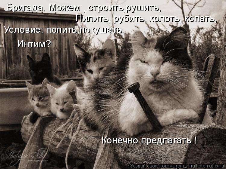 Бригада. Можем , строить,рушить, Пилить, рубить, колоть, копать, Условие: попить,покушать. Интим? Кон... Котоматрица: Бригада. Можем , строить,рушить, Пилить, рубить, колоть, копать, Условие: попить,покушать. Интим? Конечно предлагать !