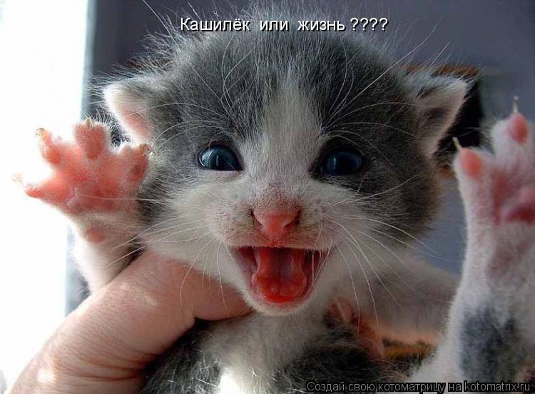 Кашилёк или жизнь ????... Котоматрица: Кашилёк или жизнь ????