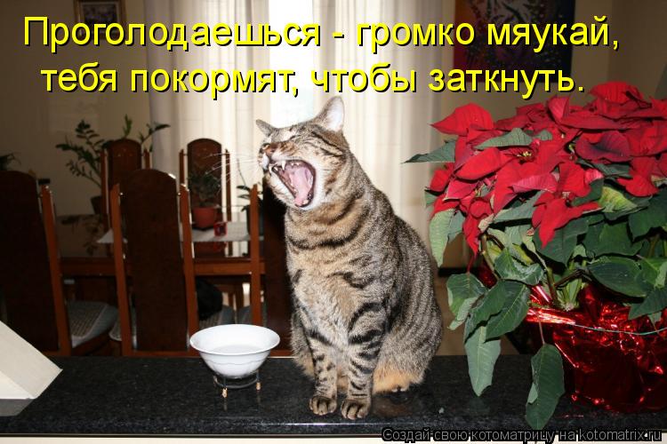 Проголодаешься - громко мяукай, тебя покормят, чтобы заткнуть.... Котоматрица: Проголодаешься - громко мяукай, тебя покормят, чтобы заткнуть.