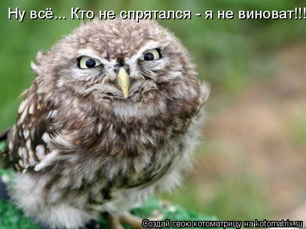 Ну всё... Кто не спрятался - я не виноват!!!... Котоматрица: Ну всё... Кто не спрятался - я не виноват!!!