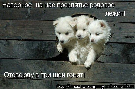 Отовсюду в три шеи гонят!... Наверное, на нас проклятье родовое лежит!... Котоматрица: Отовсюду в три шеи гонят!... Наверное, на нас проклятье родовое лежит!