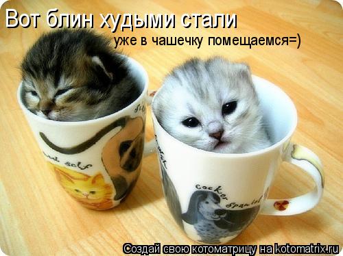 Вот блин худыми стали уже в чашечку помещаемся=)... Котоматрица: Вот блин худыми стали уже в чашечку помещаемся=)