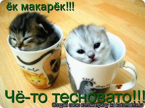 ёк макарёк!!! Чё-то тесновато!!!... Котоматрица: ёк макарёк!!! Чё-то тесновато!!!