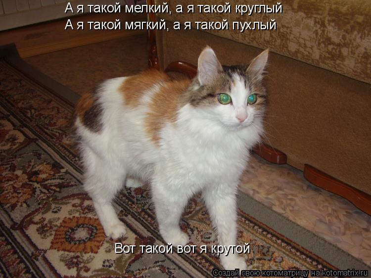 А я такой мелкий, а я такой круглый А я такой мягкий, а я такой пухлый Вот такой вот я крутой Вот так... Котоматрица: А я такой мелкий, а я такой круглый А я такой мягкий, а я такой пухлый Вот такой вот я крутой Вот такой вот я крутой