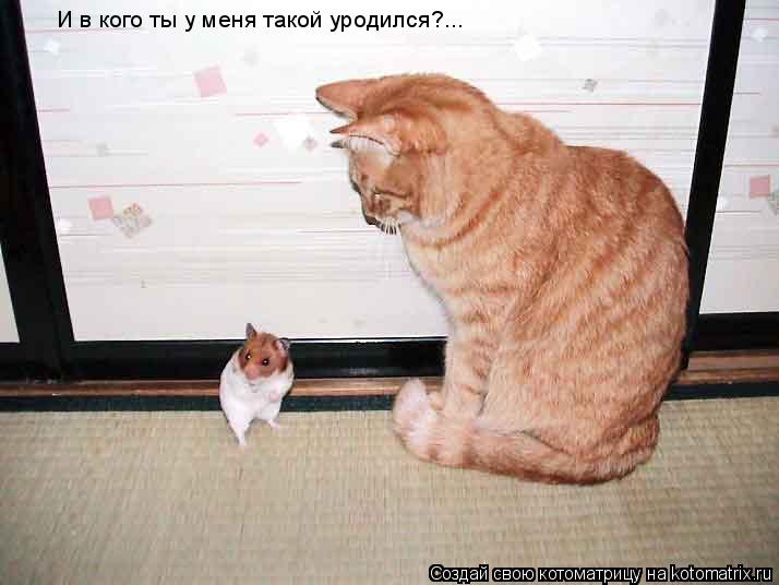 И в кого ты у меня такой уродился?...... Котоматрица: И в кого ты у меня такой уродился?...