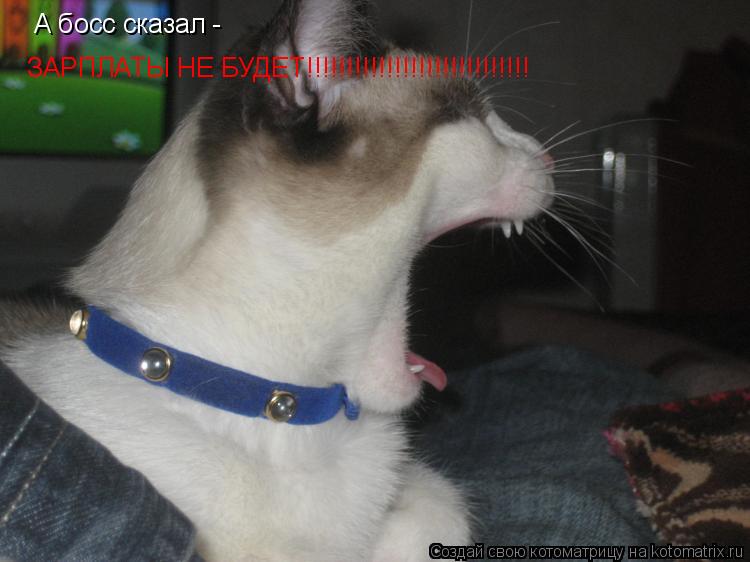 Котоматрица: А босс сказал -  ЗАРПЛАТЫ НЕ БУДЕТ!!!!!!!!!!!!!!!!!!!!!!!!!!!!
