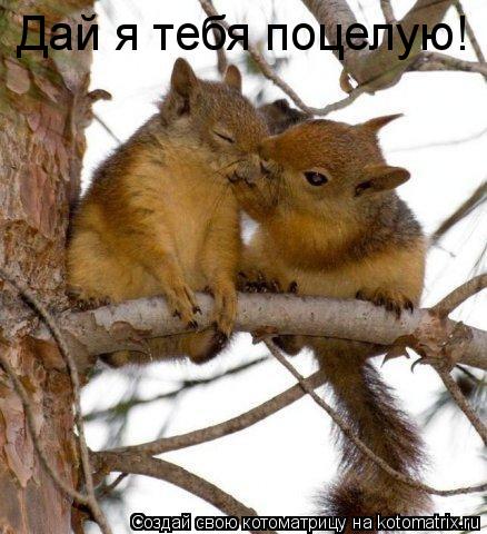 Дай я тебя поцелую!... Котоматрица: Дай я тебя поцелую!
