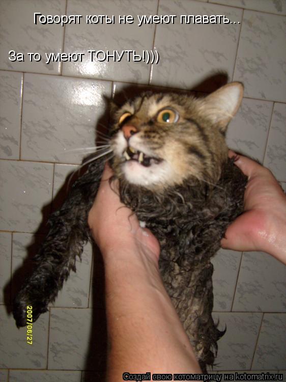Го Говорят коты не умеют плавать... За то умеют ТОНУТЬ!)))... Котоматрица: Го Говорят коты не умеют плавать... За то умеют ТОНУТЬ!)))