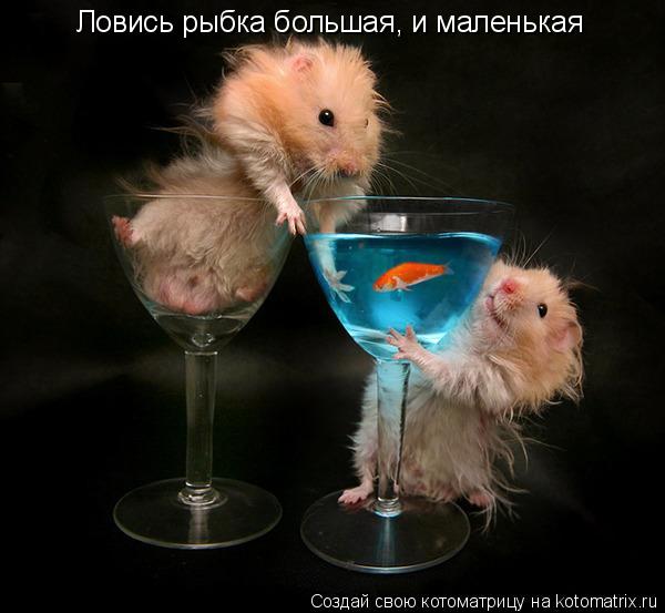 Ловись рыбка большая, и маленькая... Котоматрица: Ловись рыбка большая, и маленькая